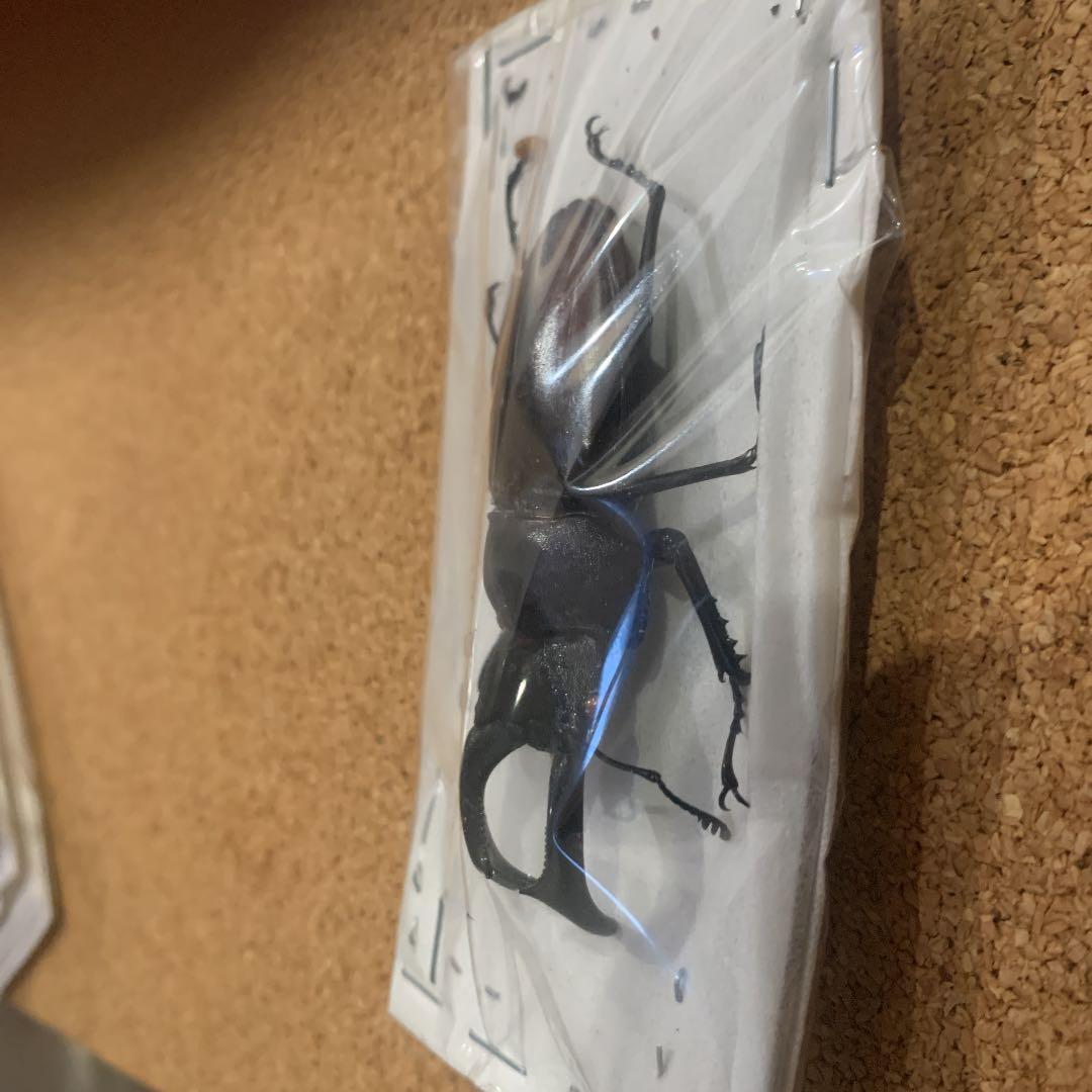 マキシカクワガタ野外品　雄67㍉