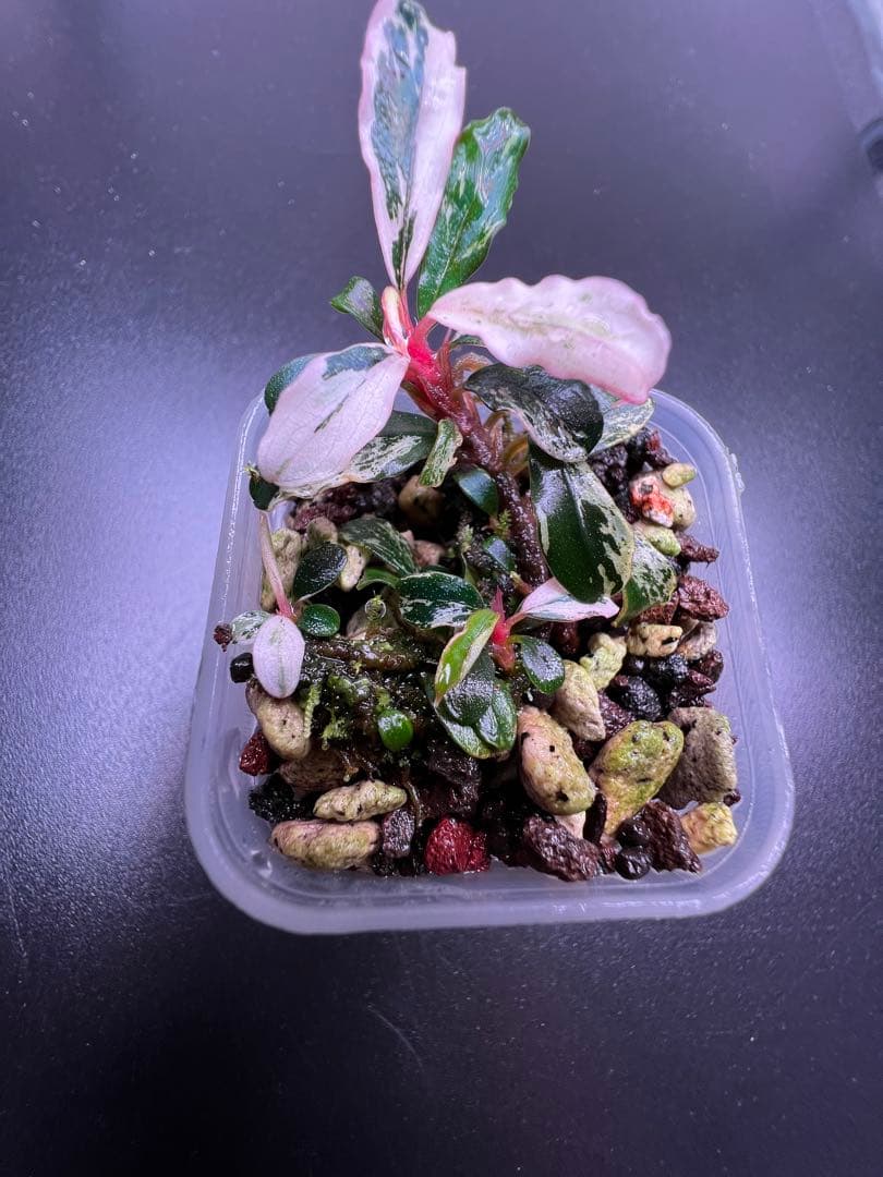 水草 Bucephalandra sp. Variegata