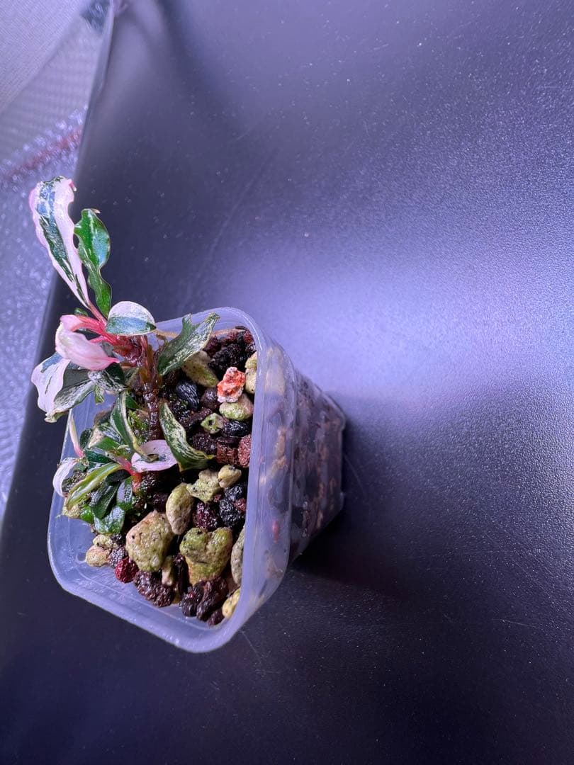 水草 Bucephalandra sp. Variegata