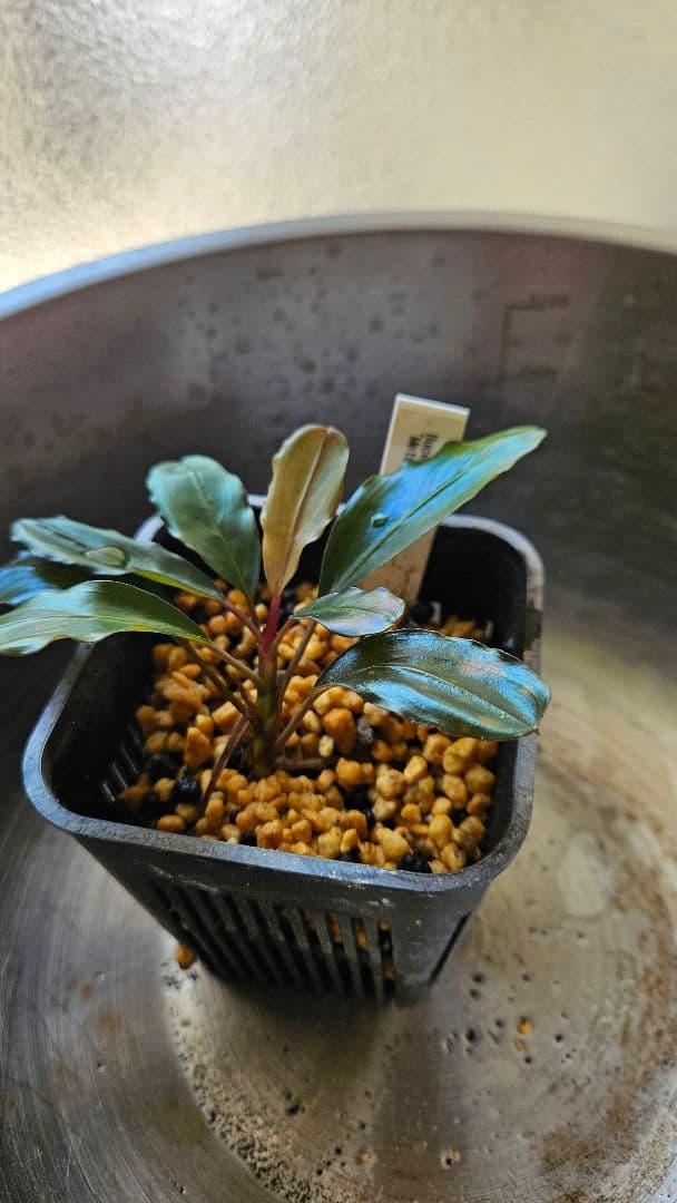 ブセファランドラ　メタリックダークレッド　llic dark red