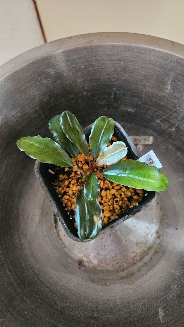 ブセファランドラ　メタリックダークレッド　llic dark red