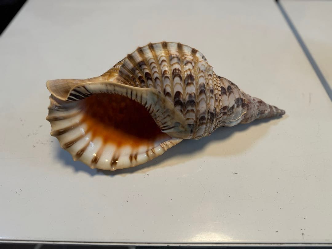 法螺貝　ホラ貝