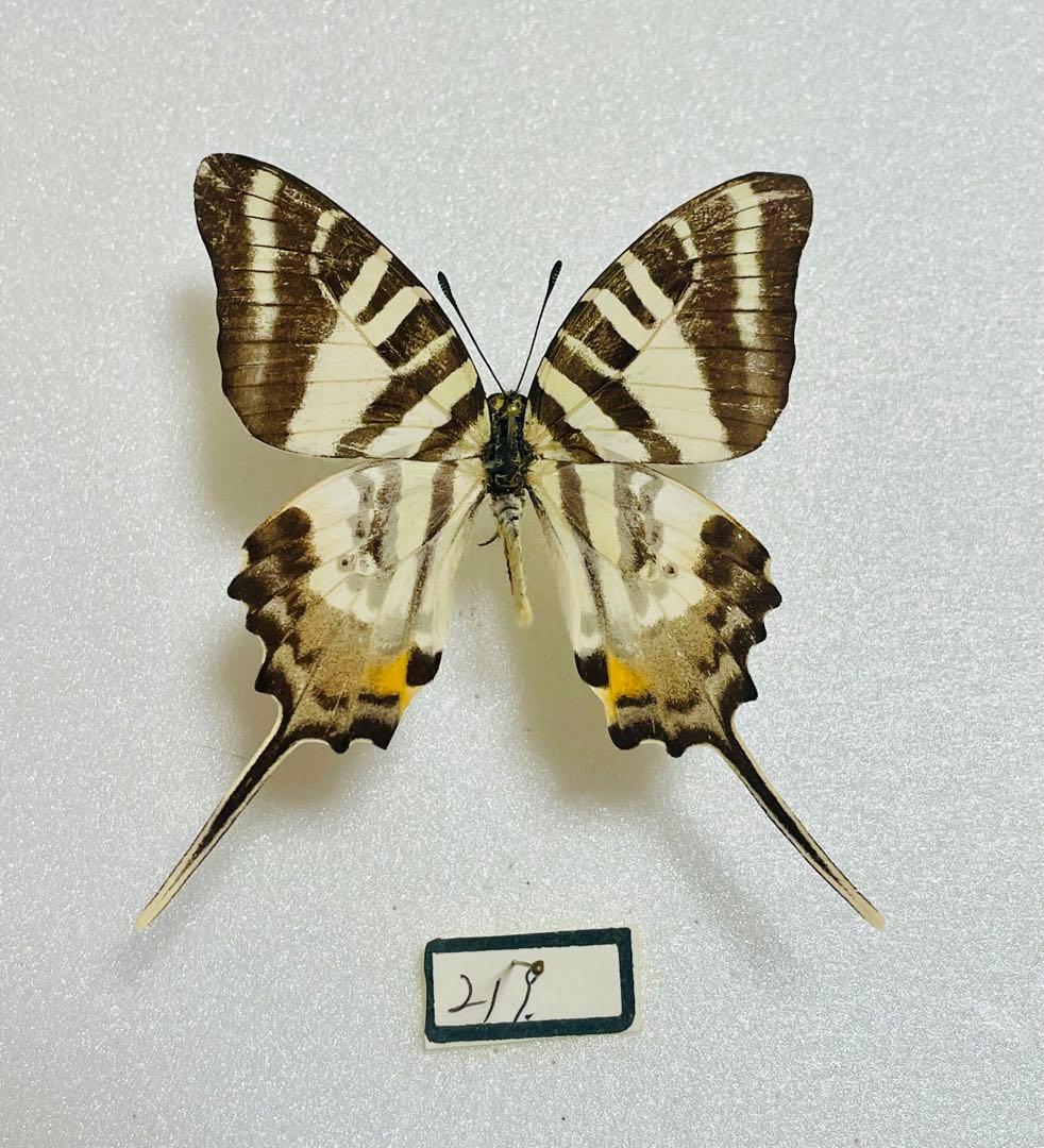 エパミノンダス（1オス・アンダマン島）