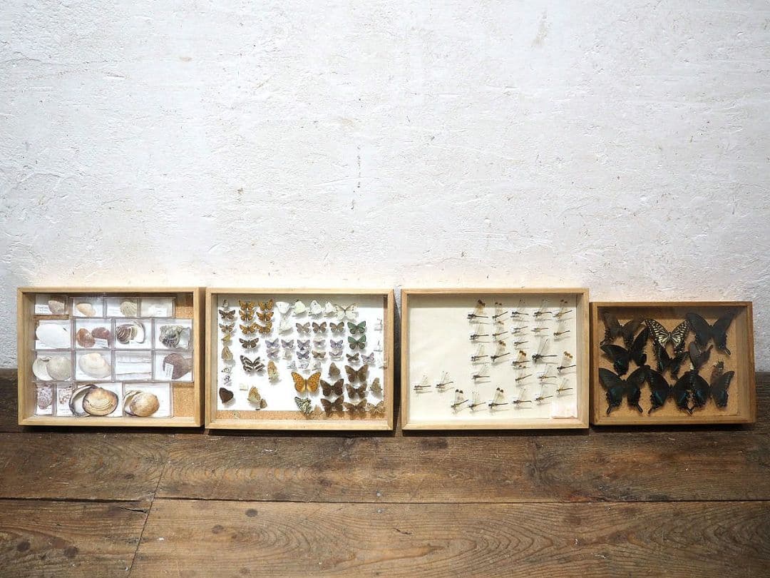 1391 ③蓋付 標本ケース(小1、大3)4個セット　貝殻　蝶々　トンボ　資料