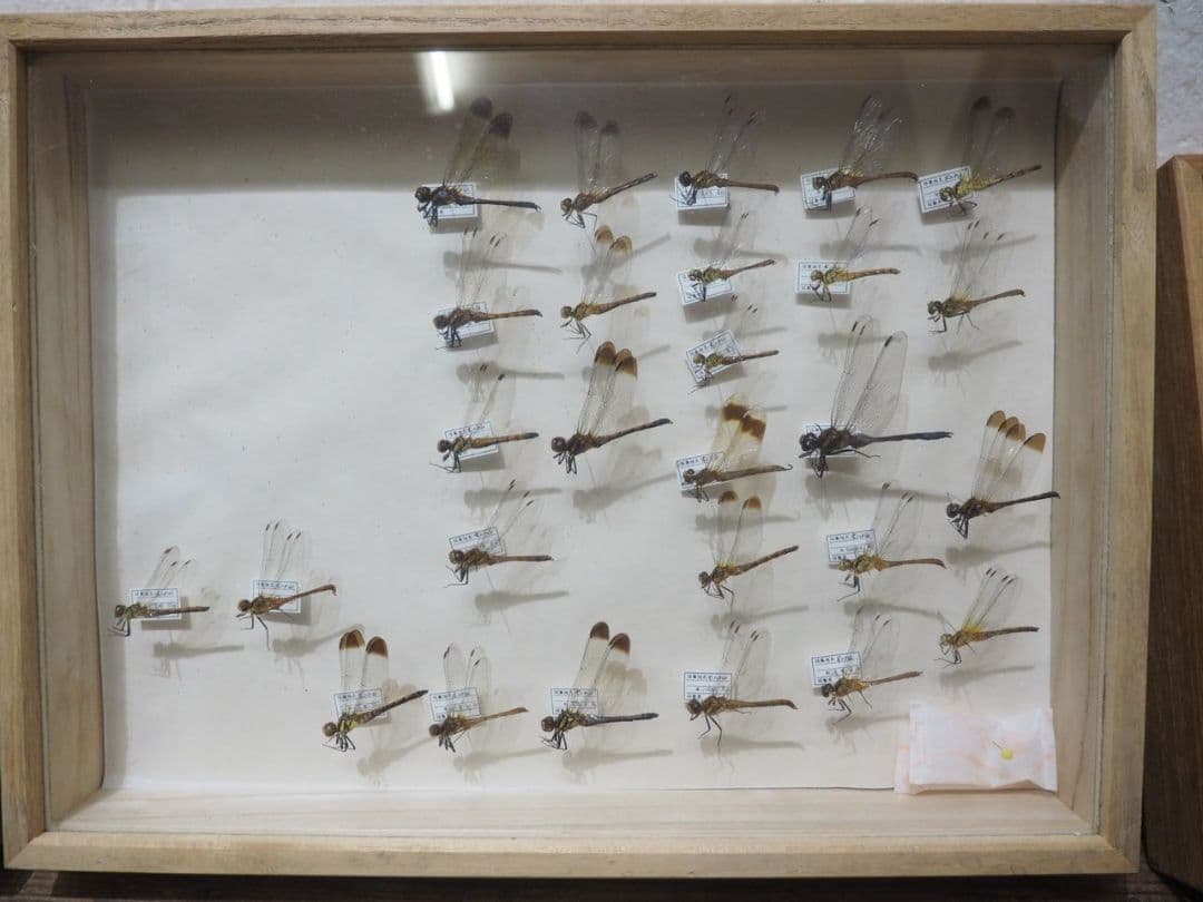 1391 ③蓋付 標本ケース(小1、大3)4個セット　貝殻　蝶々　トンボ　資料