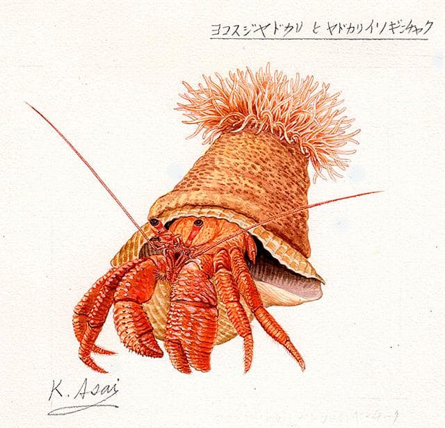 生物細密画（水彩）「ヨコスジヤドカリとヤドカリイソギンチャク」
