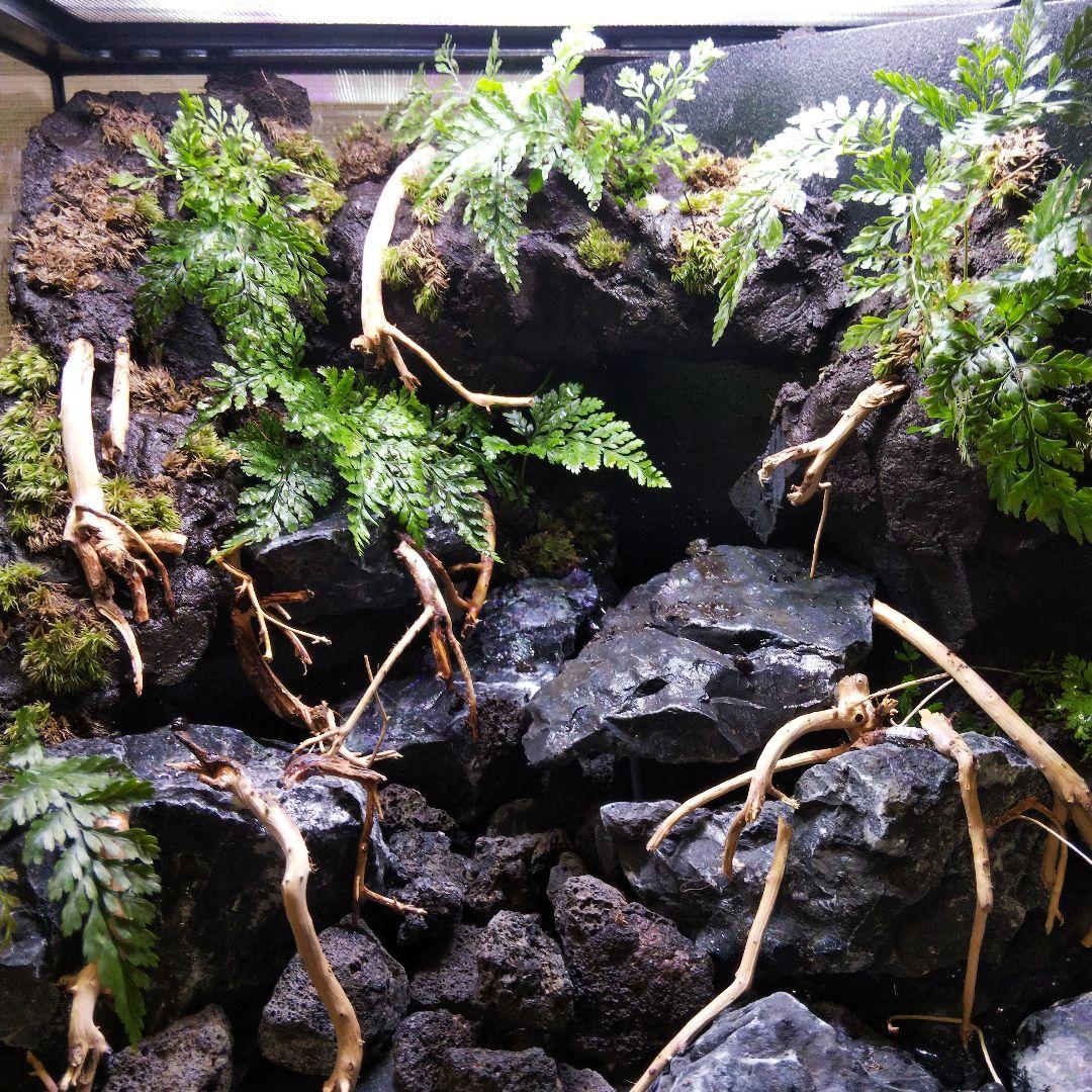 【受注生産】イモリウム　苔テラリウム　アクアテラリウム グラステラリウム