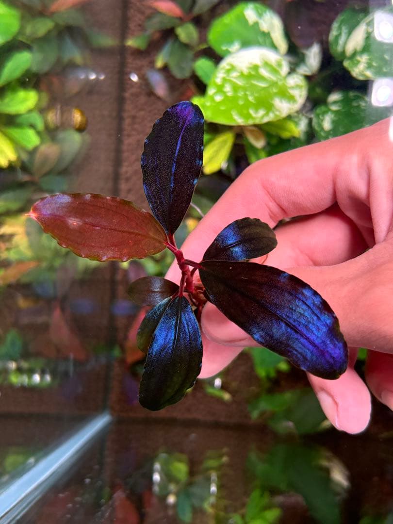 joy(プロフページ ティアブルー　ムーンライト