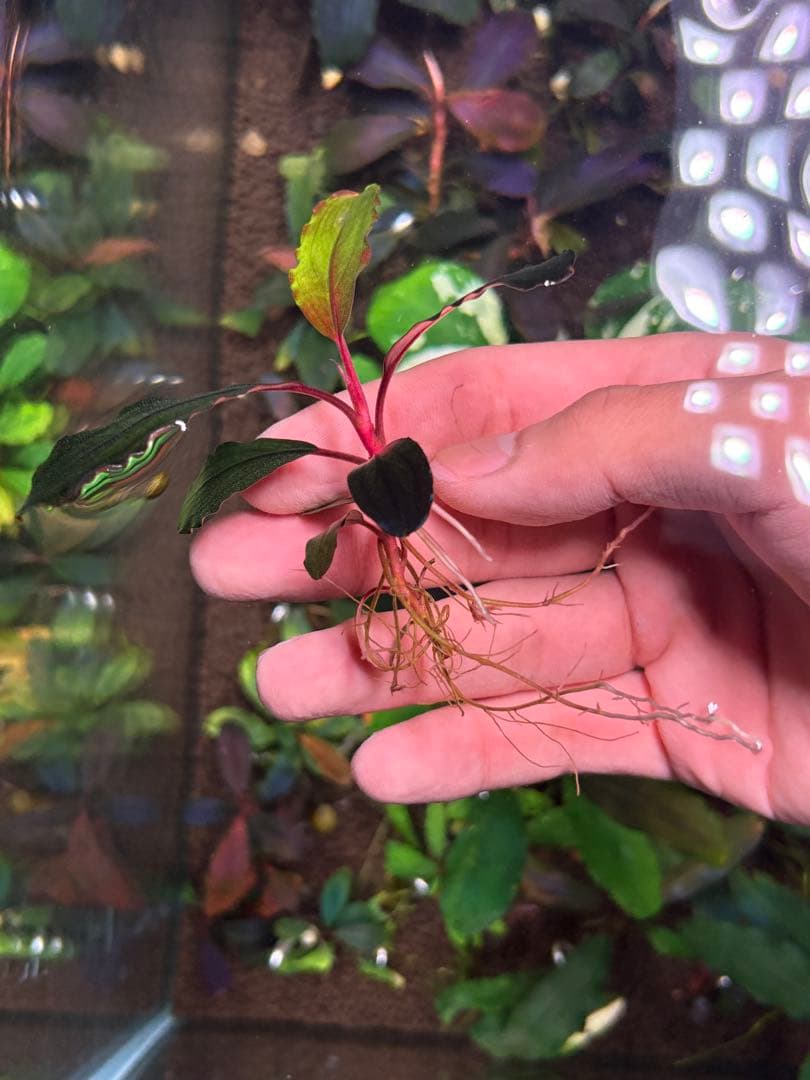 joy(プロフページ ティアブルー　ムーンライト