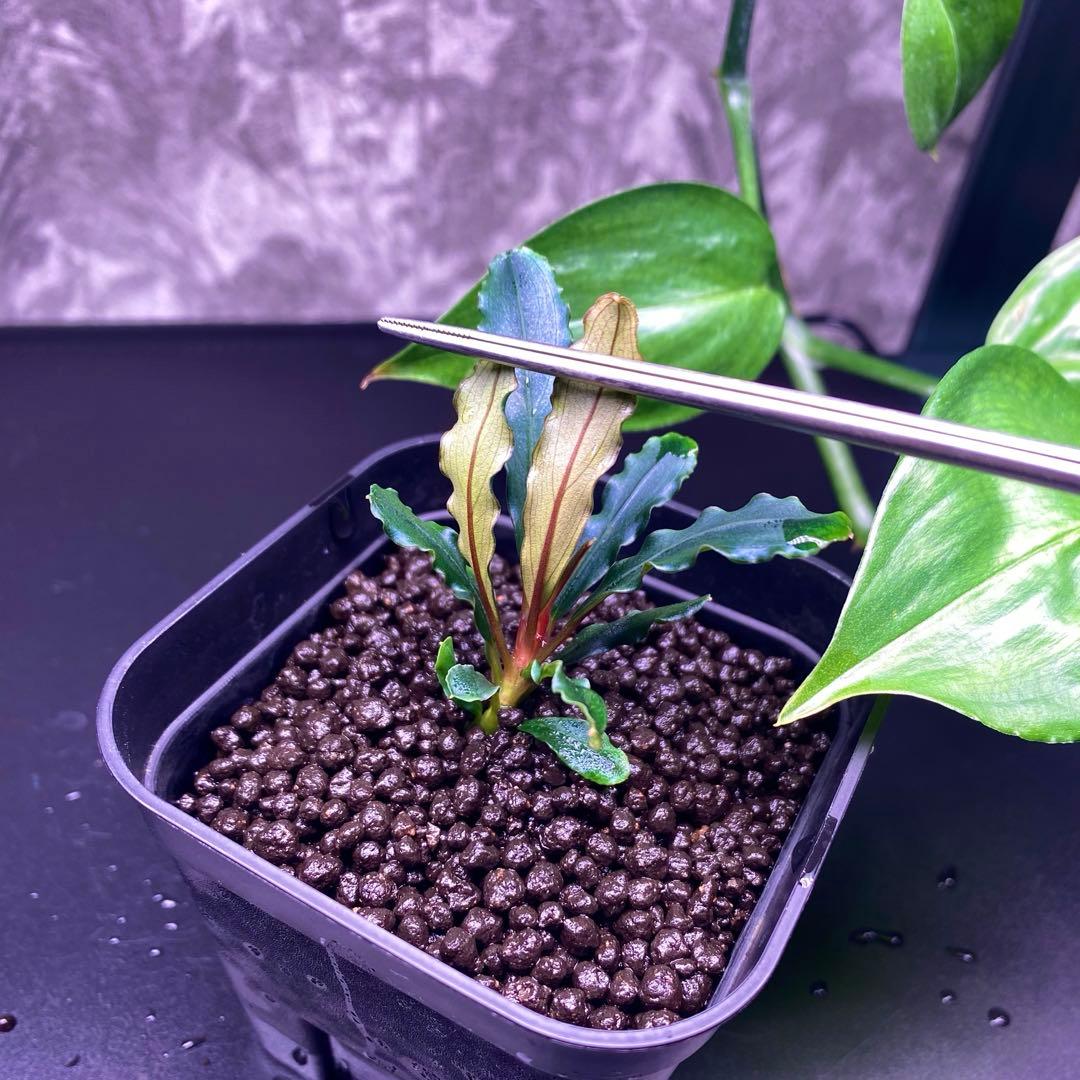 Bucephalandra sp.\"Balai karangan\" 【TB】