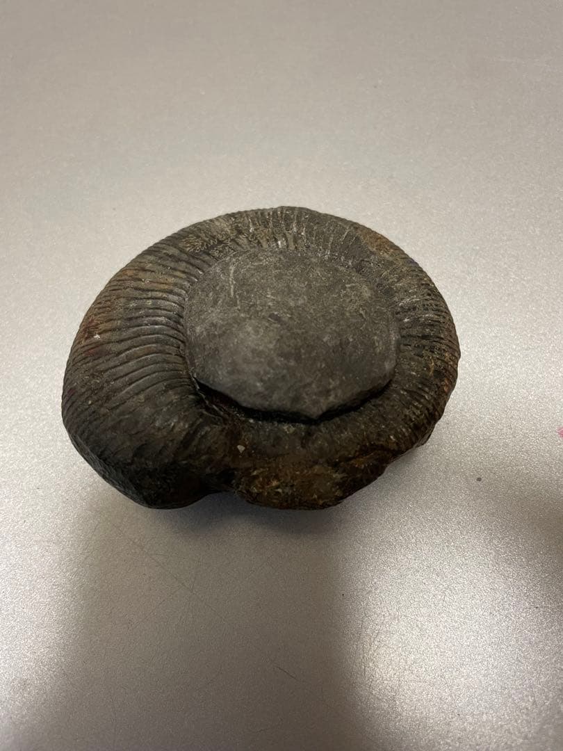 アンモナイト化石　ネパール産