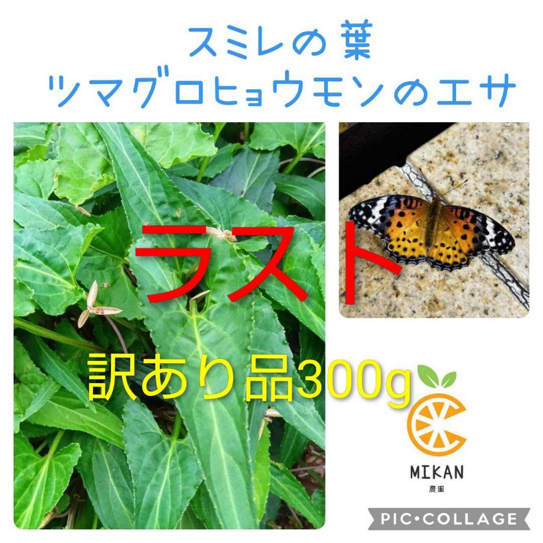 スミレ　葉っぱ　訳あり品　300g ツマグロヒョウモン　幼虫　餌