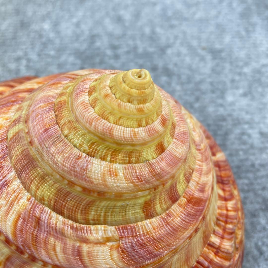 リュウグウオキナエビス　超偏平型　濃色　美品【期間限定値下げ】