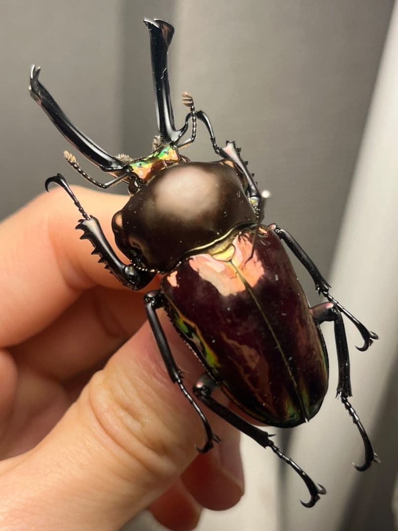 【標本】ニジイロクワガタ オウゴンオニクワガタ ピカール血統 レッドピカール