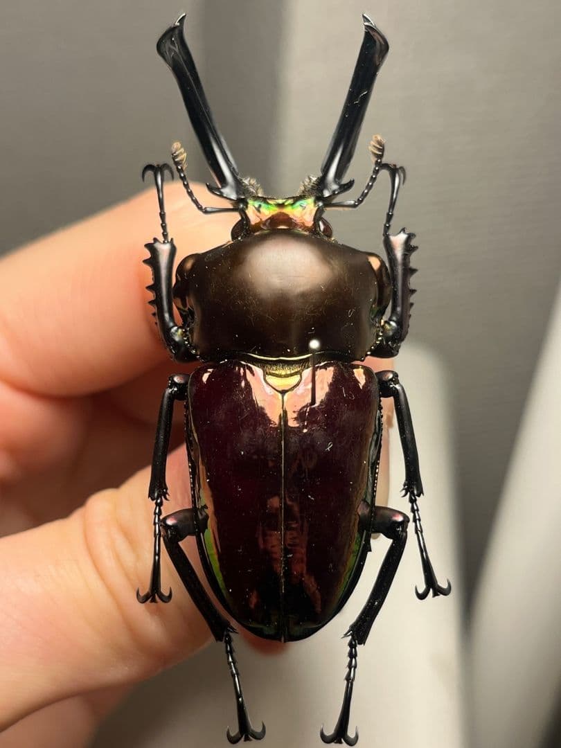 【標本】ニジイロクワガタ オウゴンオニクワガタ ピカール血統 レッドピカール