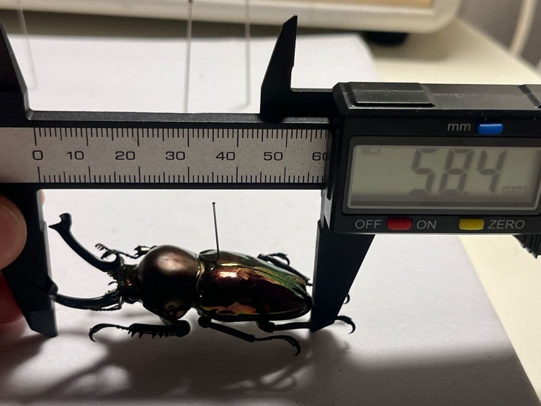 【標本】ニジイロクワガタ オウゴンオニクワガタ ピカール血統 レッドピカール