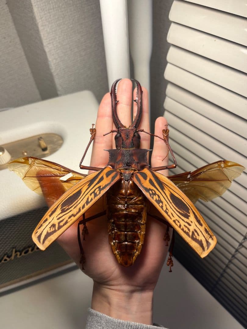 【開翅163mm】オオキバウスバカミキリ 標本 Macrodontia