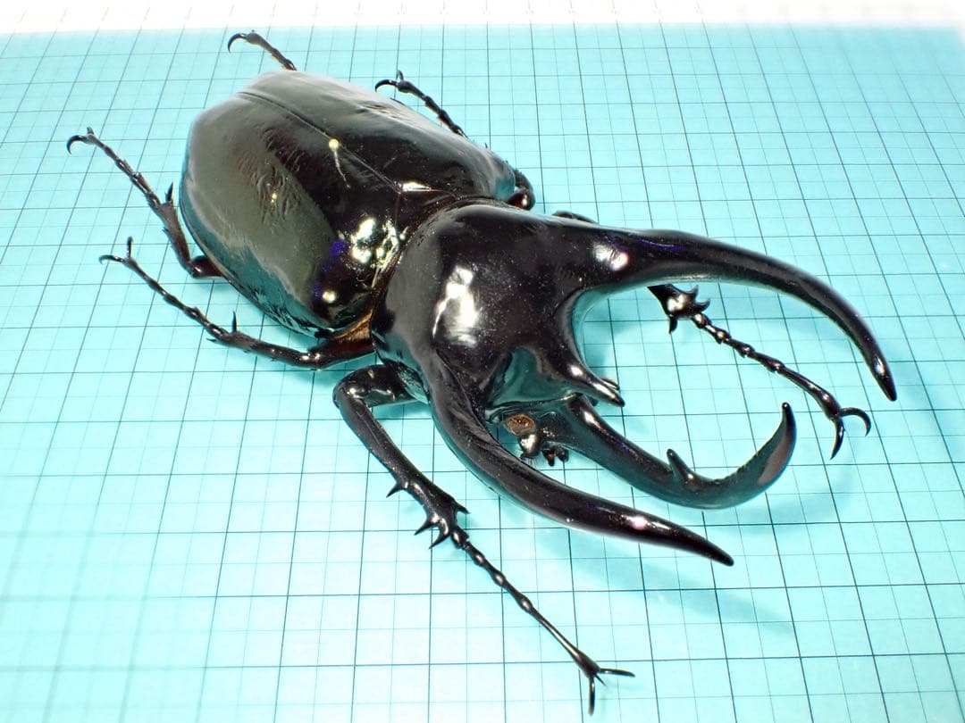 【標本】コーカサスオオカブト　マレーシア産　極太　117.5ミリ　飼育品