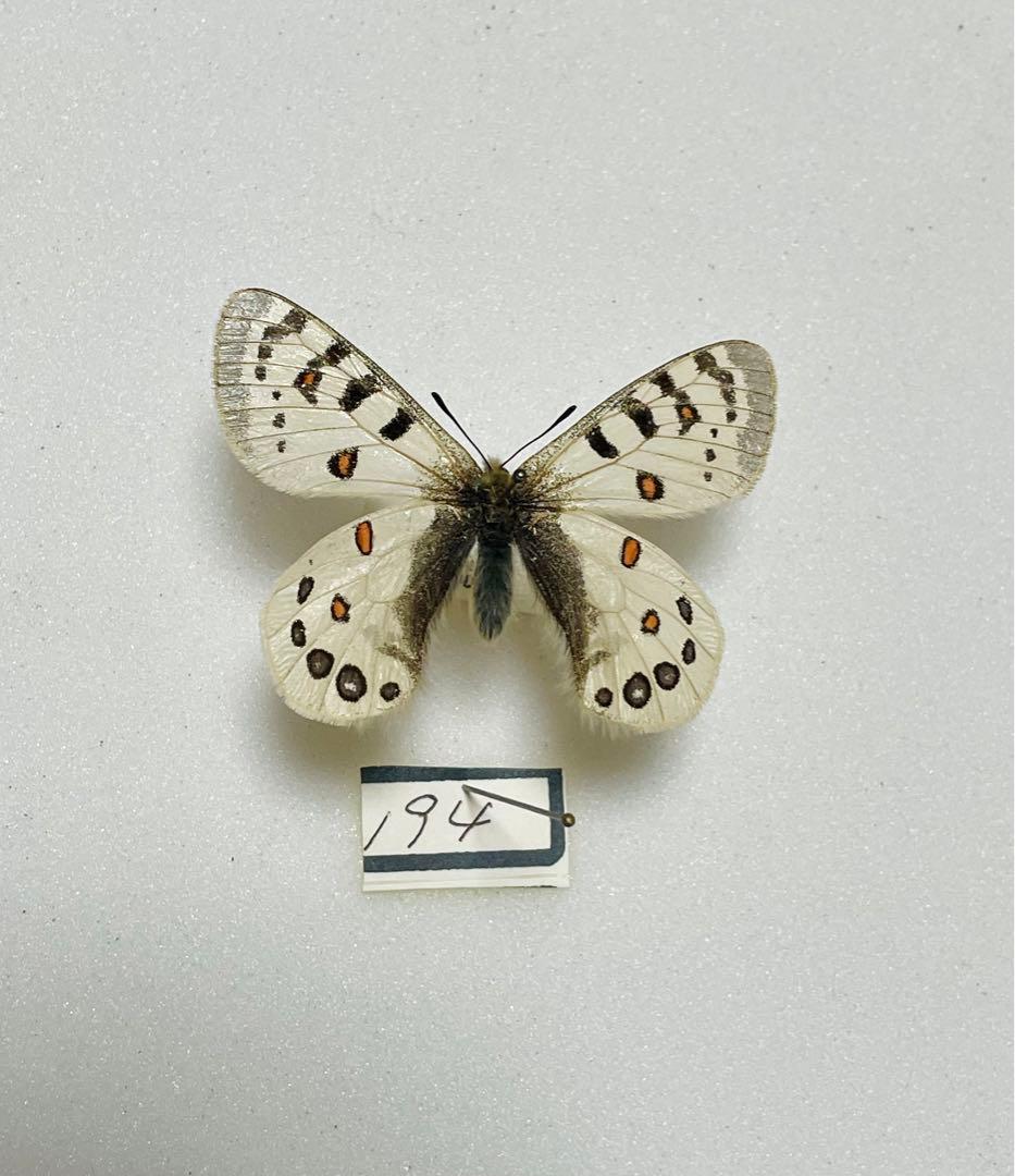 パルナシウス・ハードウィッキー（1オス、インドザンスカール産）