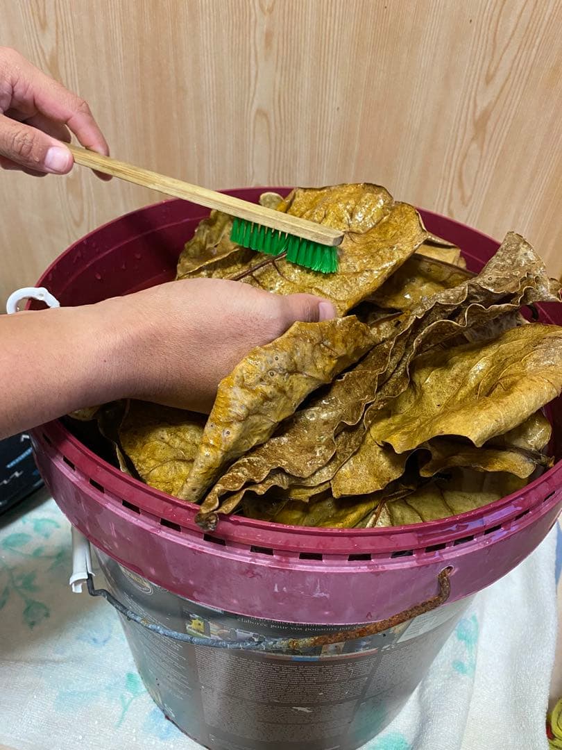 沖縄県やんばる産マジックリーフ 1kg UV殺菌灯照射済み②