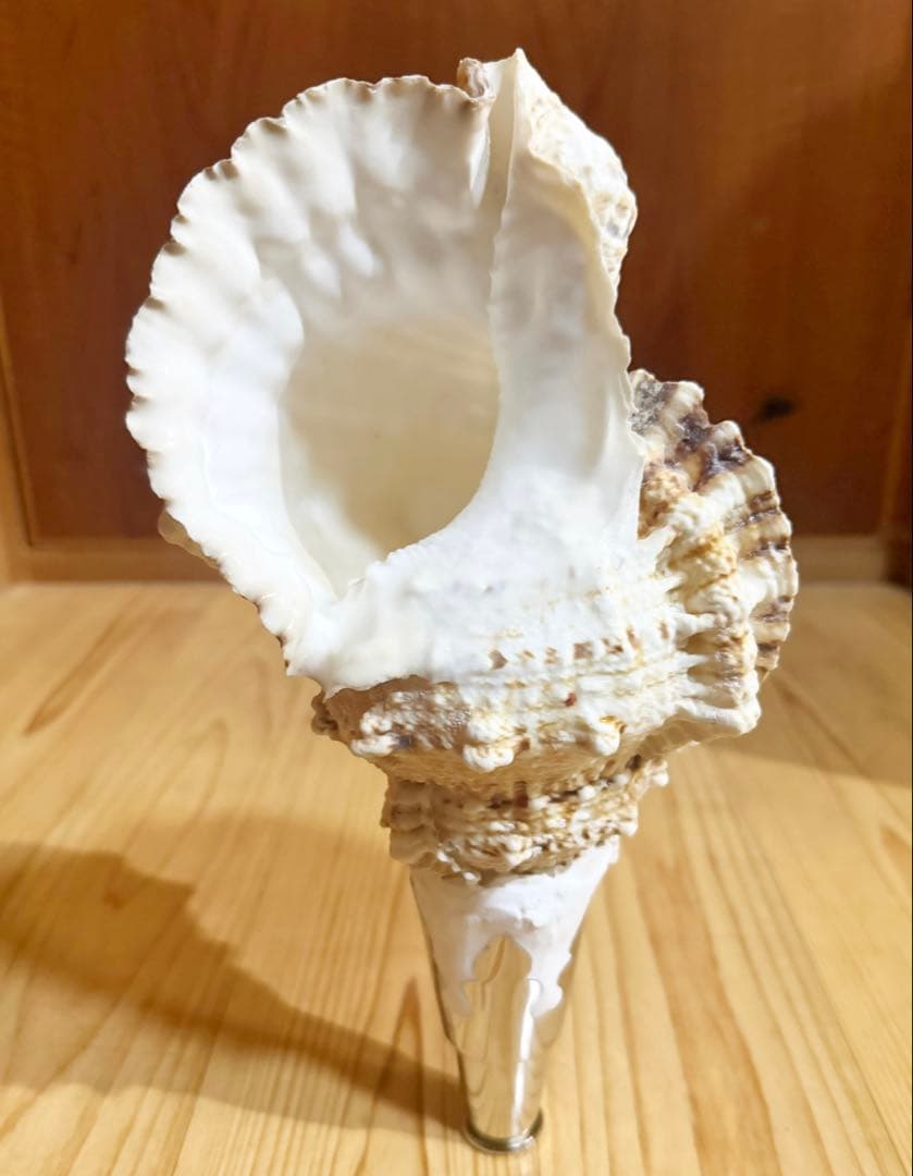 法螺貝　ほら貝　ホラガイ❣️