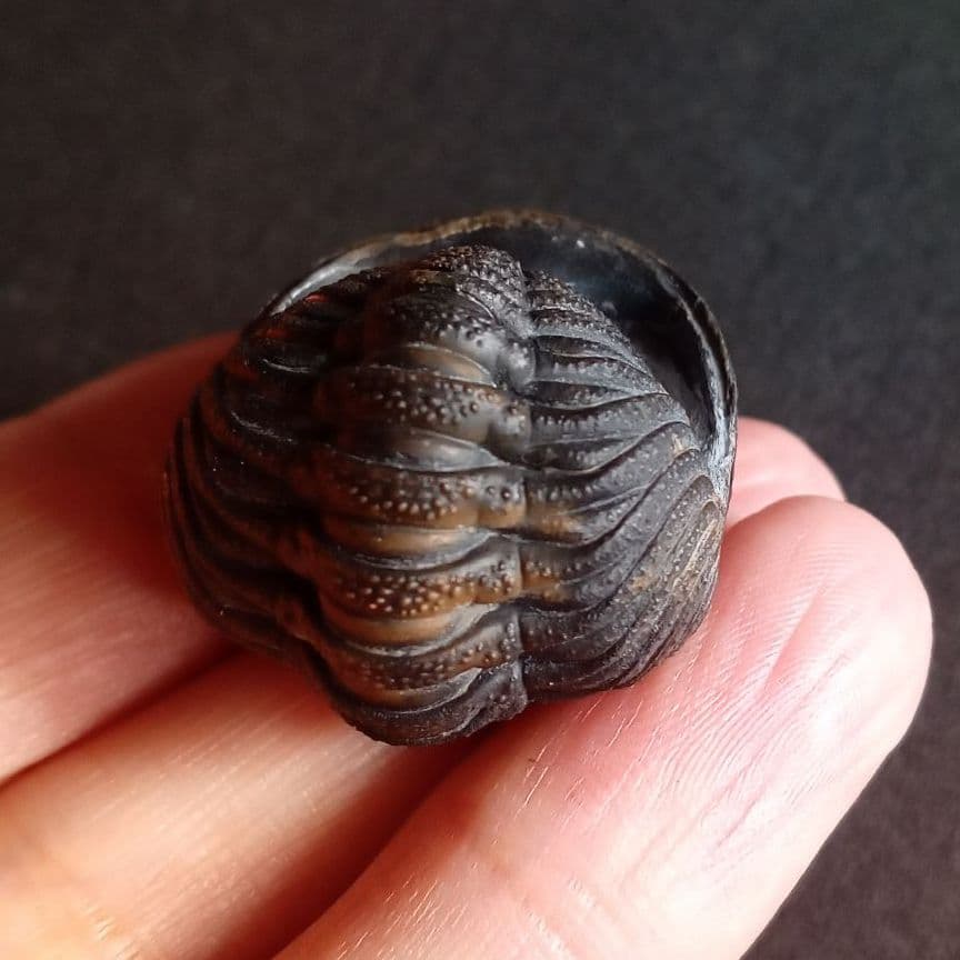 化石　標本　三葉虫　モロコプス　torkozensis