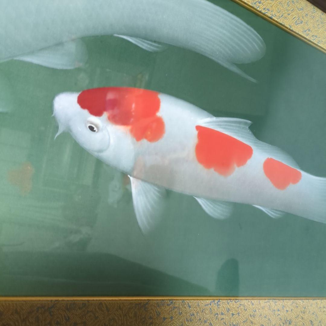 恩田華秀　鯉図　額装　遊鯉図　錦鯉　レトロ　ビンテージ額　絹本肉筆