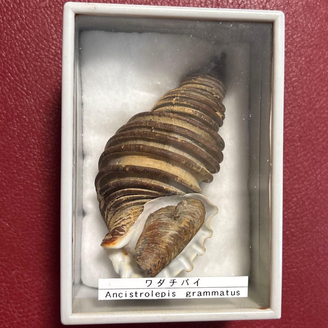 (特大) 蓋付きワダチバイ オホーツク海産　貝殻