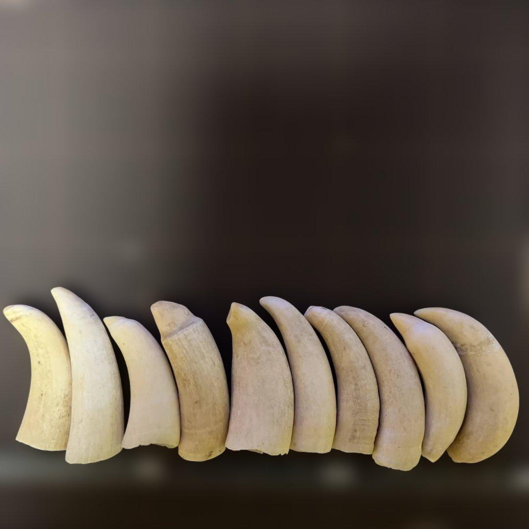 鯨歯　マッコウクジラ