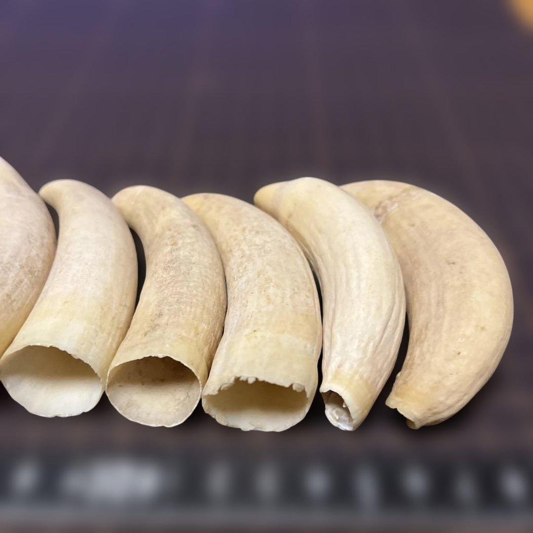 鯨歯　マッコウクジラ