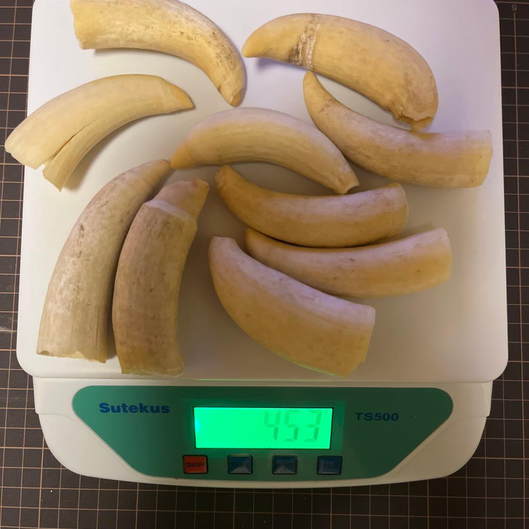 鯨歯　マッコウクジラ