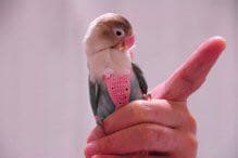 オーダーメイドの鳥さんのお洋服♪