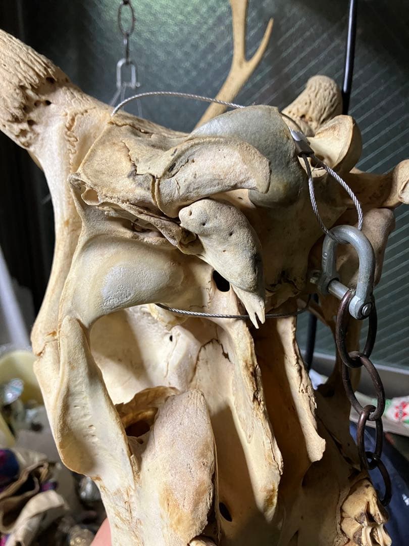 頭骨　頭蓋骨　ウシ　牛　種名 Bos taurus ※条約などには抵触しない種類