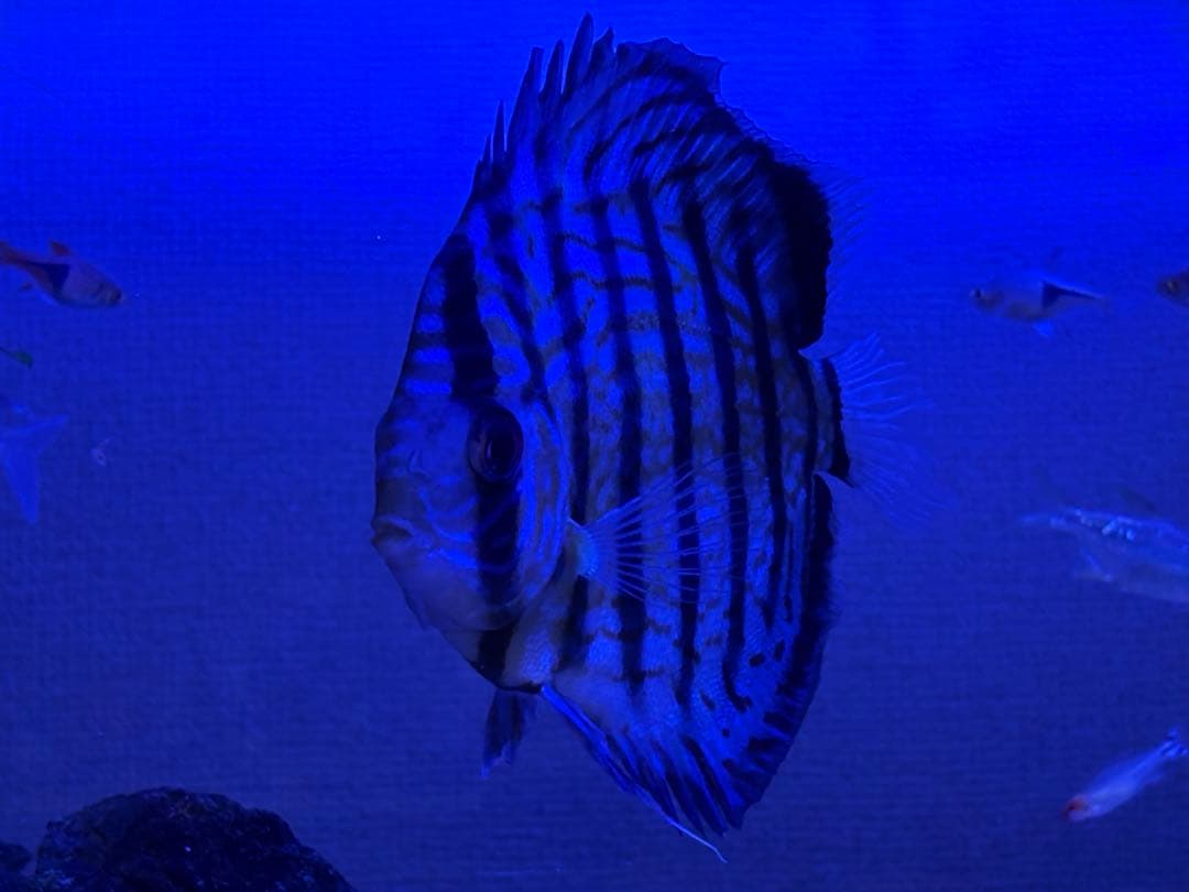 水槽 90cm フルセット