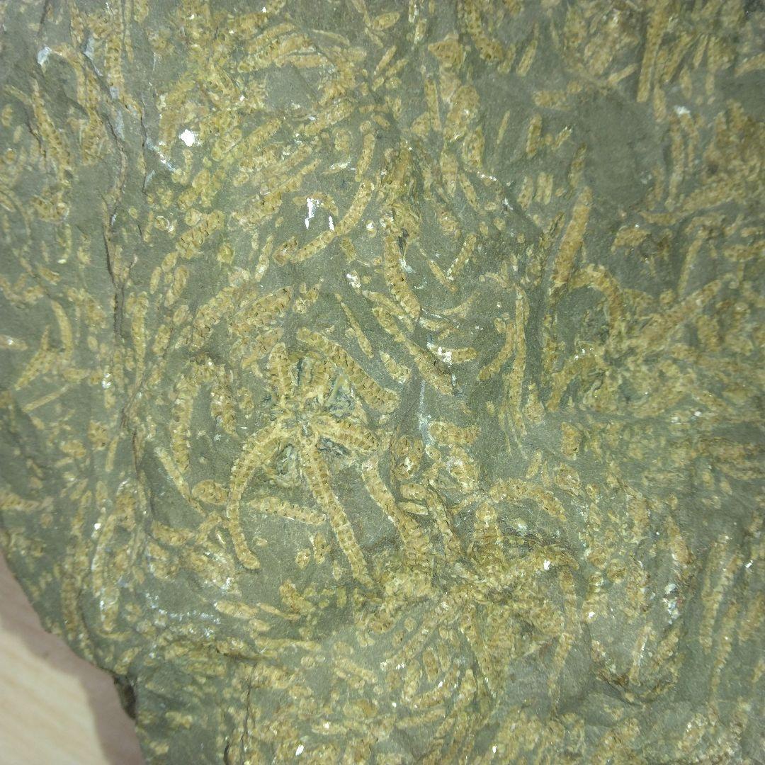 北海道初山別村産　クモヒトデ化石　密集標本　貴重標本　化石