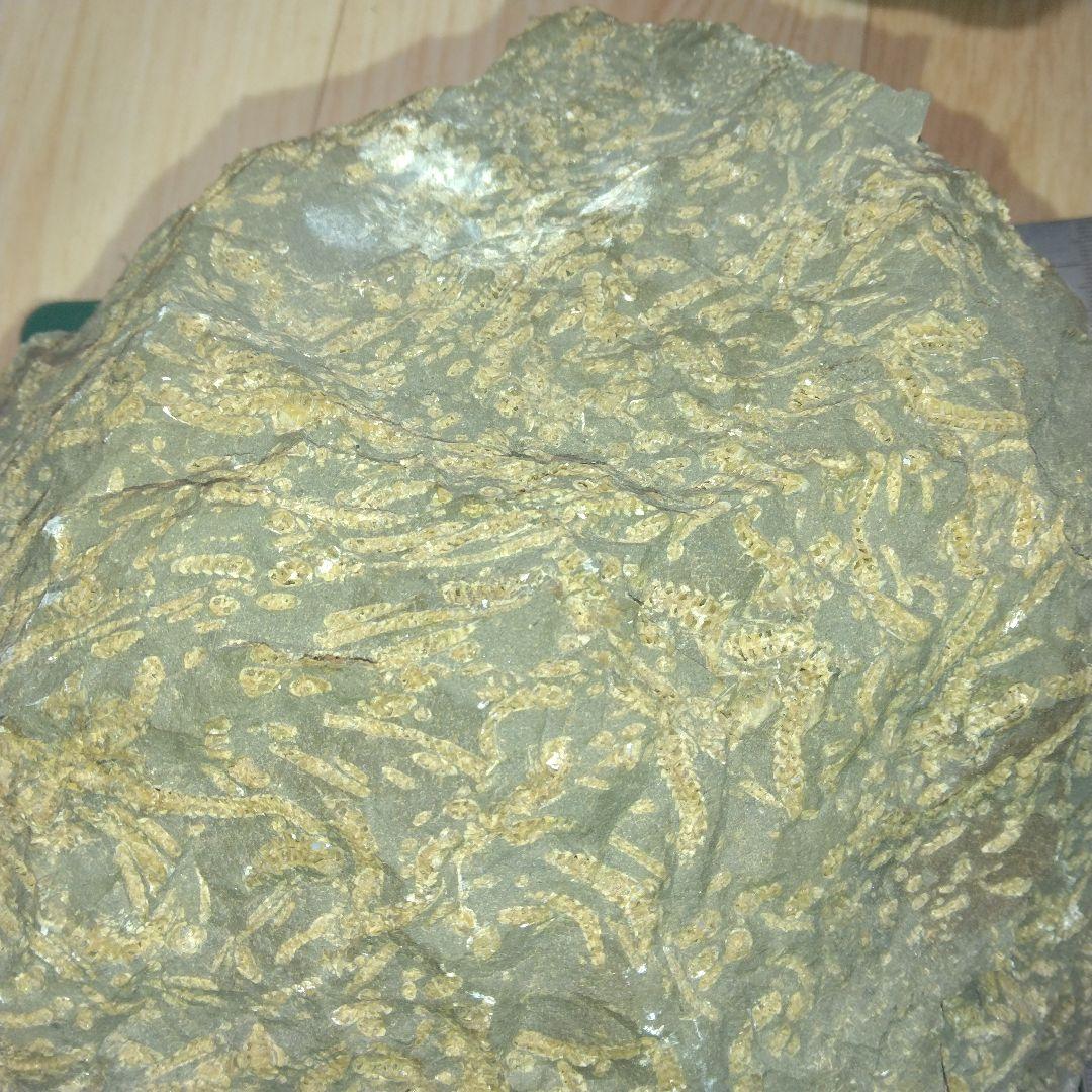 北海道初山別村産　クモヒトデ化石　密集標本　貴重標本　化石