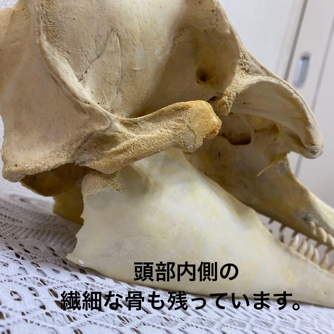 超希少種　シワハイルカ　頭骨　標本　海棲生物　いるか　イルカ