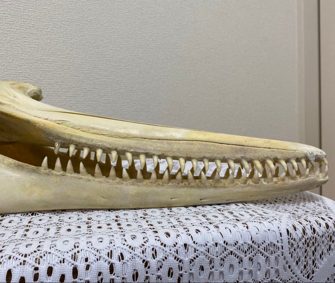 超希少種　シワハイルカ　頭骨　標本　海棲生物　いるか　イルカ