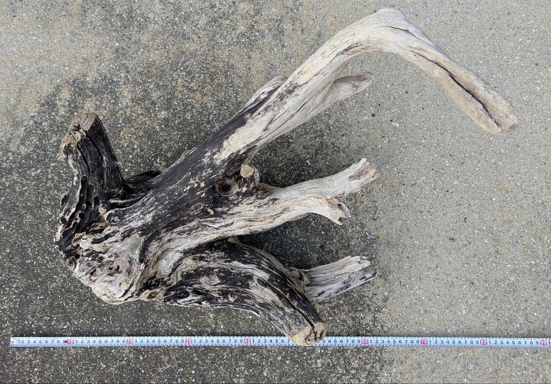 ホーンウッド系　流木　1