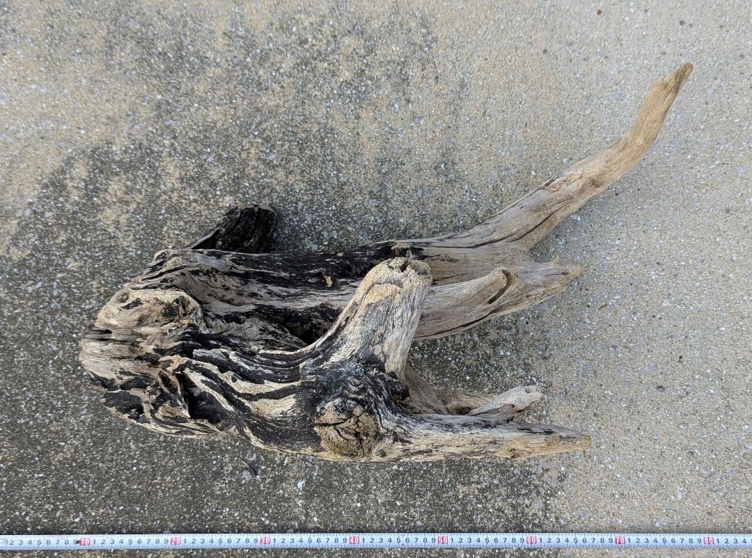 ホーンウッド系　流木　1