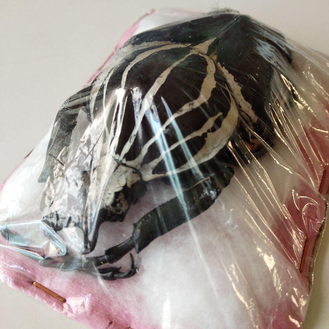 ゴライアスオオツノハナムグリ　昆虫標本　剥製