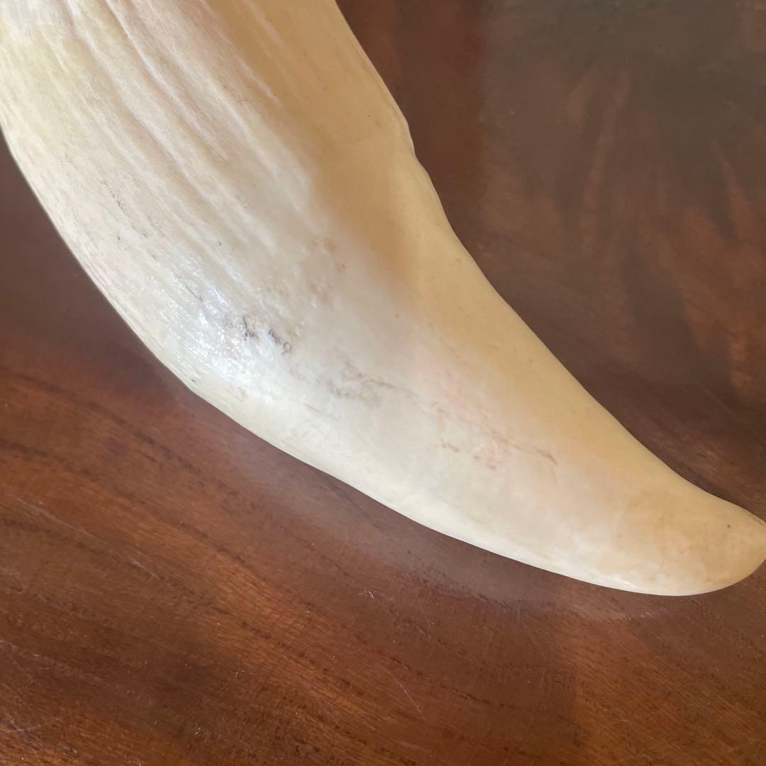 鯨の歯 約20cm 約440g クジラの歯