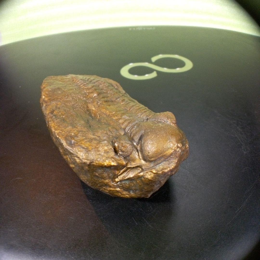 三葉虫　化石　fossil　ボリビア産　レア　Fossil管理③