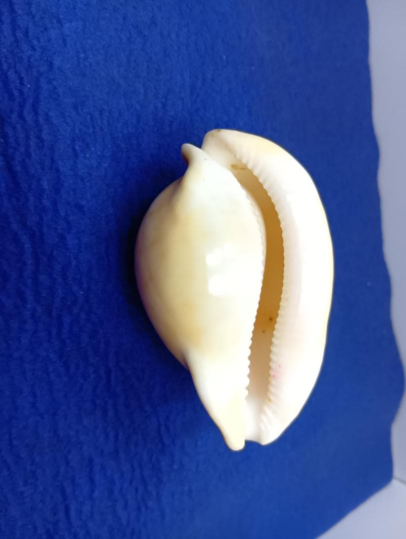 貝標本ウスアカネダカラ