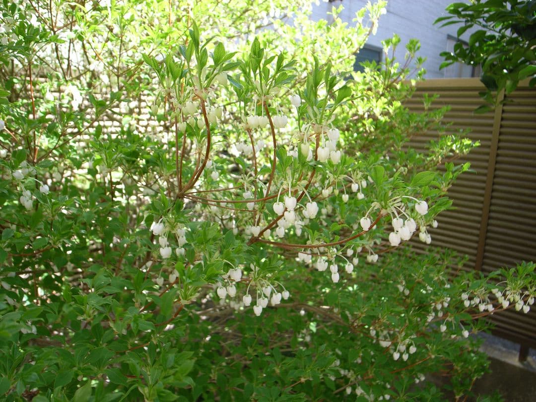 【難あり】RICOH 初代 GR DIGITAL + ワイコンGW-1