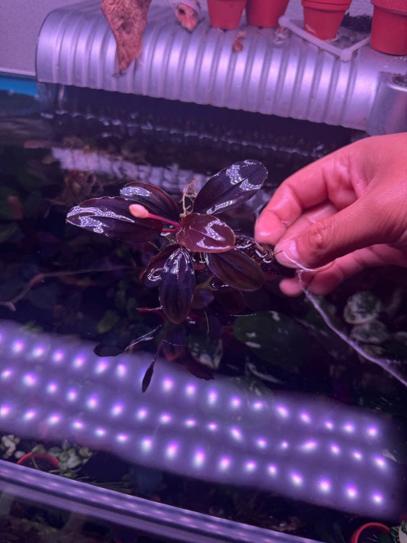 数量限定ブセファランドラsp. ギャラクシーメタリックパープル　大株　完全水中葉