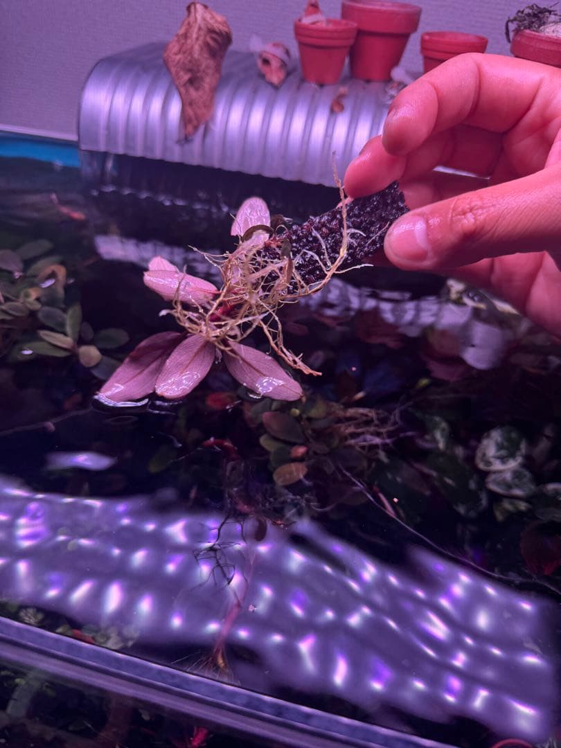 数量限定ブセファランドラsp. ギャラクシーメタリックパープル　大株　完全水中葉