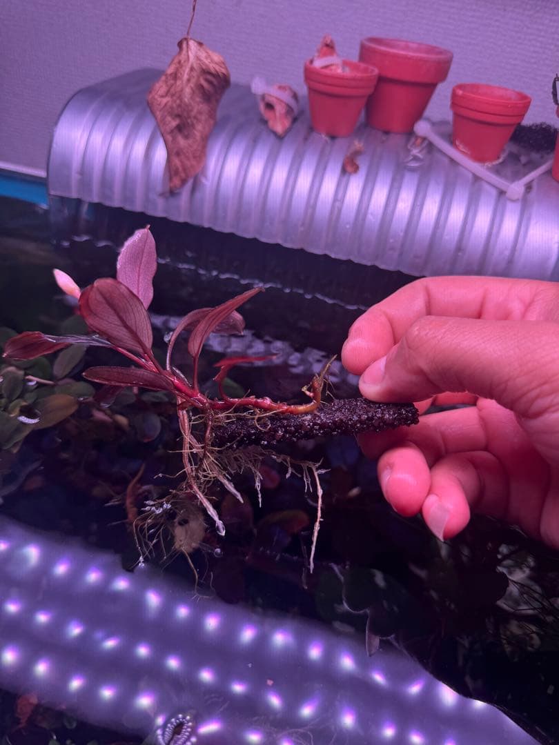 数量限定ブセファランドラsp. ギャラクシーメタリックパープル　大株　完全水中葉