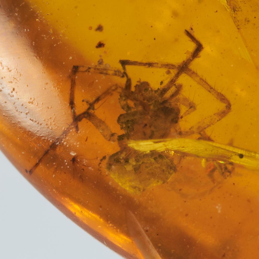 レア極上品 pa0012虫入り琥珀化石　ミャンマーカムティかタナイ9900万年前