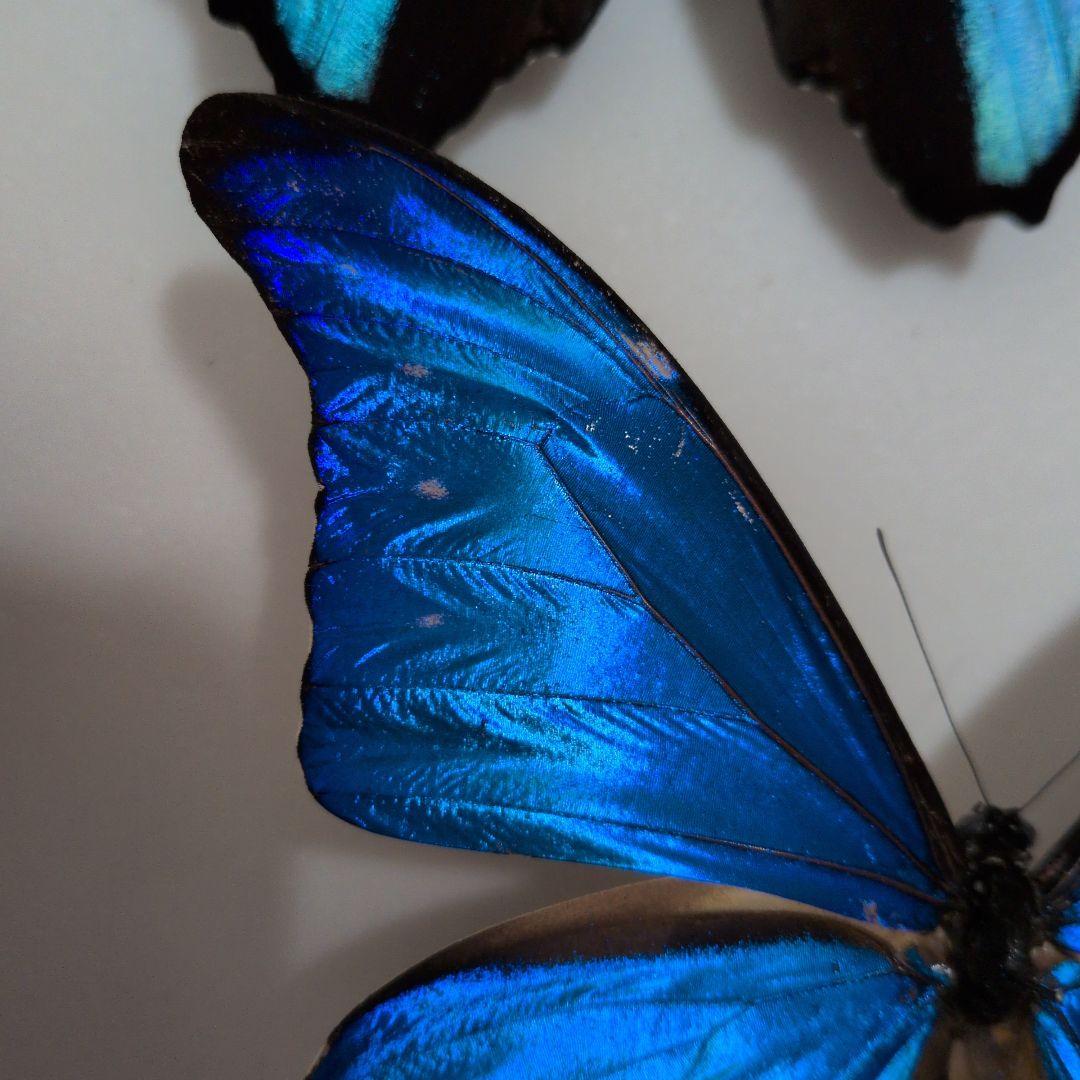 蝶標本 昆虫標本 外国産蝶標本